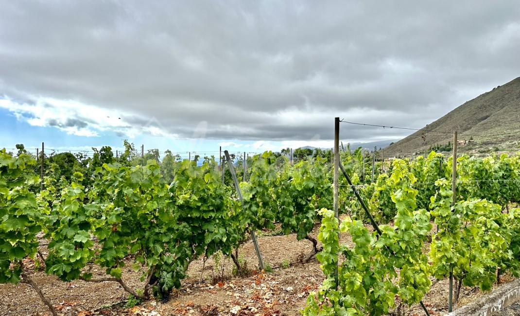 Revente - Villa - Guia De Isora - Vera De Erques Guia De Isora Tenerife