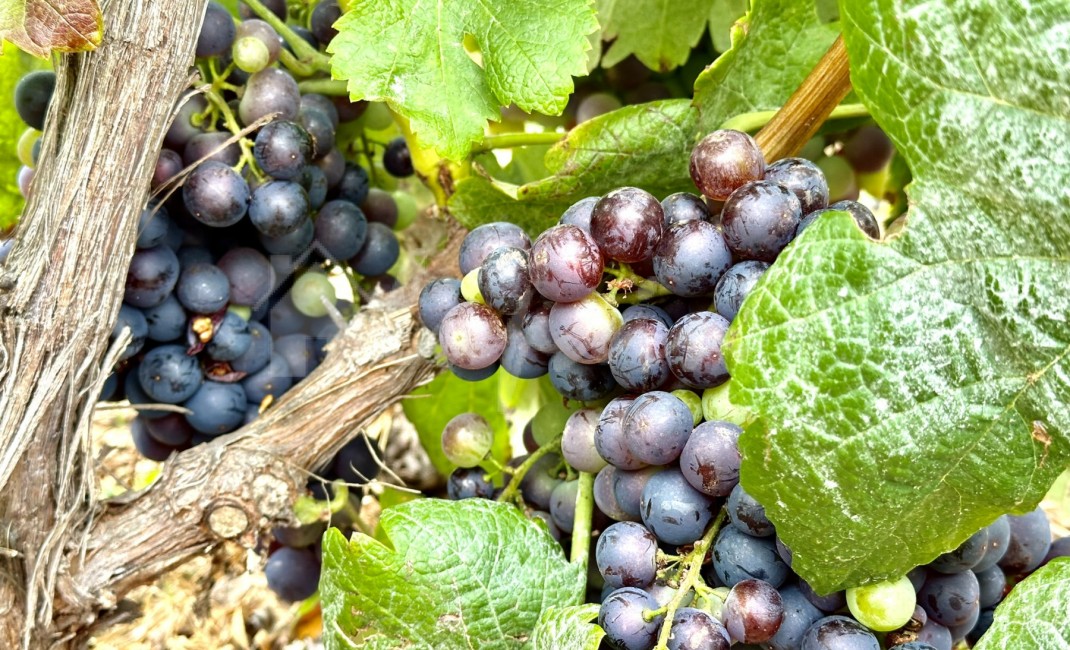 Revente - Villa - Guia De Isora - Vera De Erques Guia De Isora Tenerife