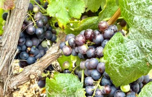 Revente - Villa - Guia De Isora - Vera De Erques Guia De Isora Tenerife