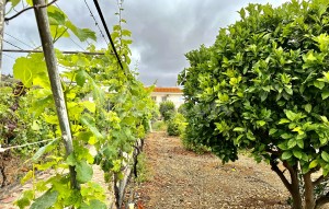 Revente - Villa - Guia De Isora - Vera De Erques Guia De Isora Tenerife