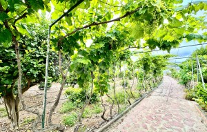 Revente - Villa - Guia De Isora - Vera De Erques Guia De Isora Tenerife