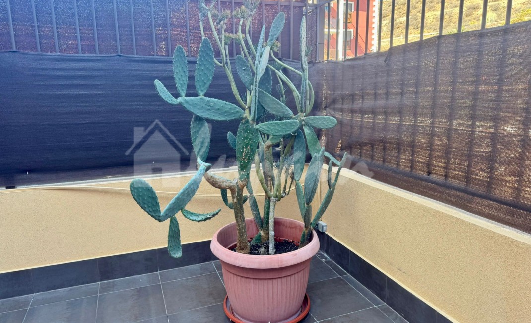 Revente - Appartement - Palm Mar - El Mocan Palm Mar Tenerife