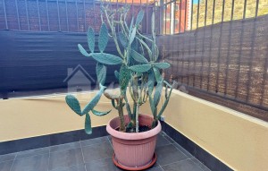 Revente - Appartement - Palm Mar - El Mocan Palm Mar Tenerife