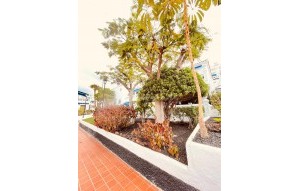 Revente - Appartement - Los Cristianos - Royal Palm Los Cristianos Tenerife