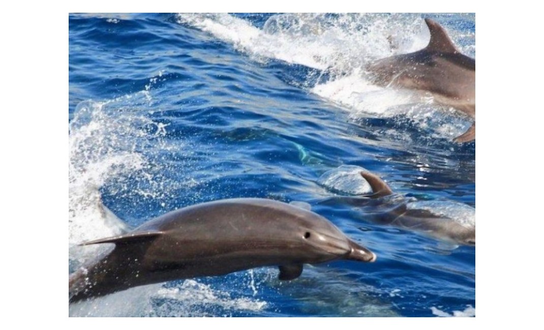 Sale - Villa - San Eugenio - Caldera Del Rey San Eugenio