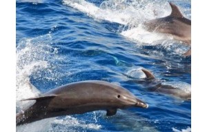 Sale - Villa - San Eugenio - Caldera Del Rey San Eugenio