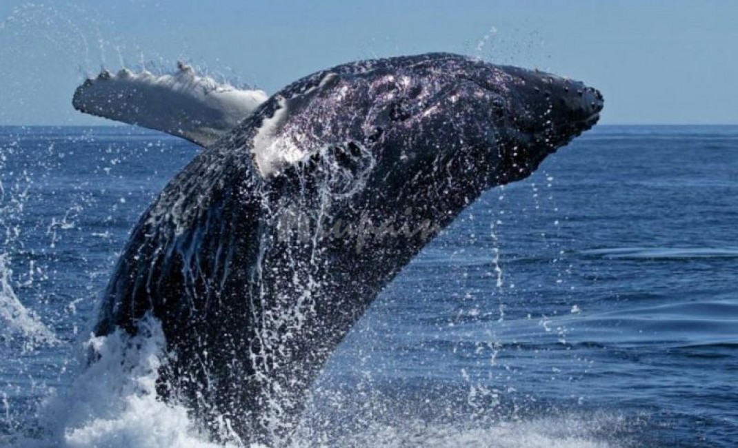 Sale - Villa - San Eugenio - Caldera Del Rey San Eugenio