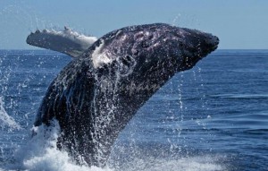 Sale - Villa - San Eugenio - Caldera Del Rey San Eugenio