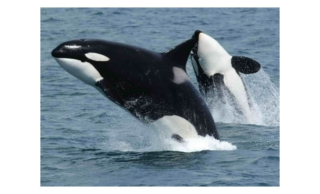 Sale - Villa - San Eugenio - Caldera Del Rey San Eugenio