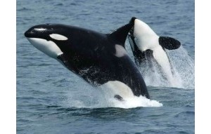 Sale - Villa - San Eugenio - Caldera Del Rey San Eugenio