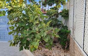 Sale - Villa - Costa Del Silencio