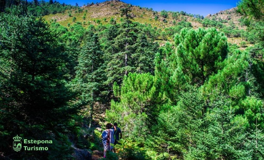 Nouvelle construction - Apartement - Estepona