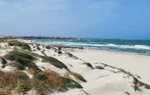 New Build - Villa - Pilar de la Horadada - PILAR DE LA HORADADA