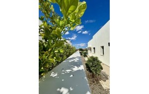 Nouvelle construction - Villa - Benijofar - Benijófar