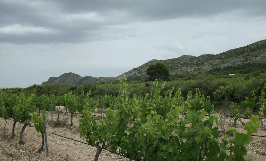 Nouvelle construction - Villa - Yecla