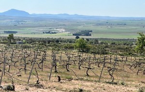 Nouvelle construction - Villa - Yecla