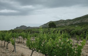 Nouvelle construction - Villa - Yecla