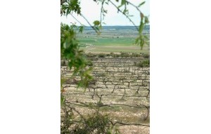 New Build - Villa - Yecla