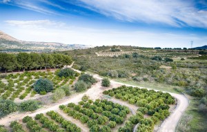 Sale - Plot - Gata de Gorgos