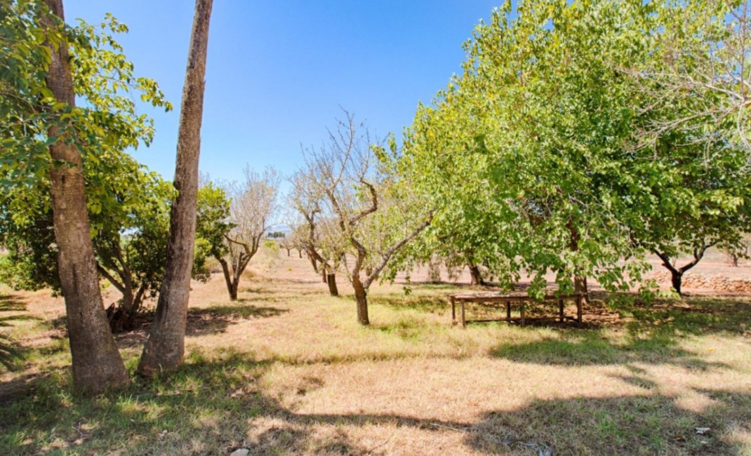 Revente - Plot - Senija - Campo