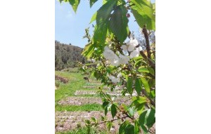 Sale - Villa - Jalón