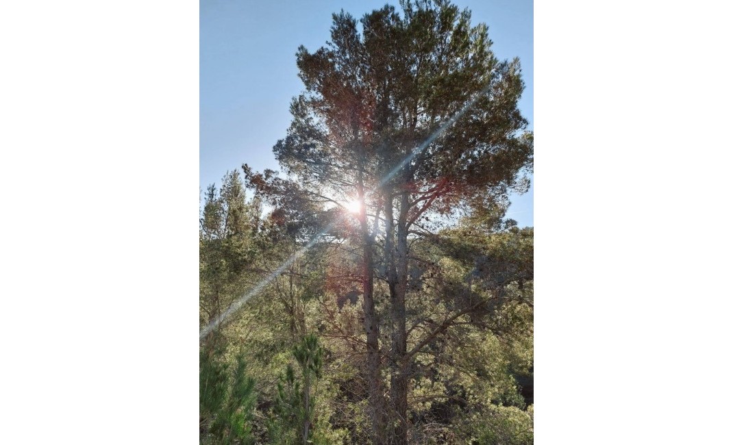 Sale - Villa - Jalón