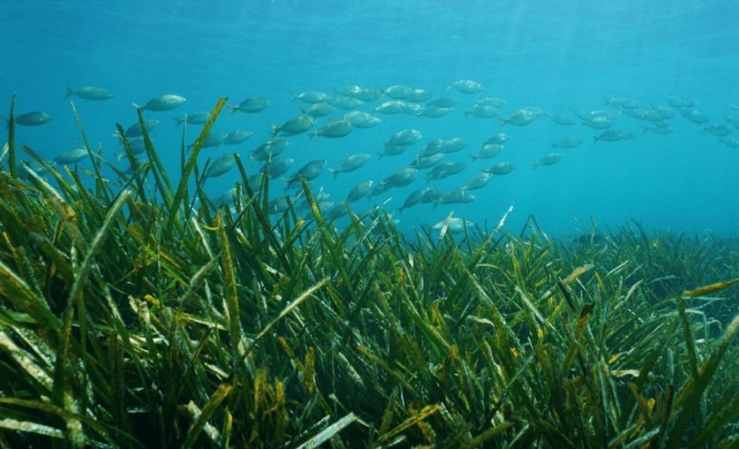 Nouvelle construction - Villa - Benissa