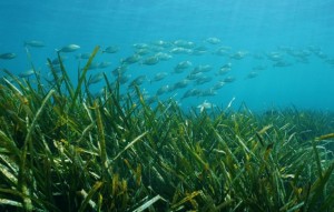 Nouvelle construction - Villa - Benissa